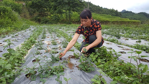 Mở rộng diện tích trồng dược liệu dưới tán rừng