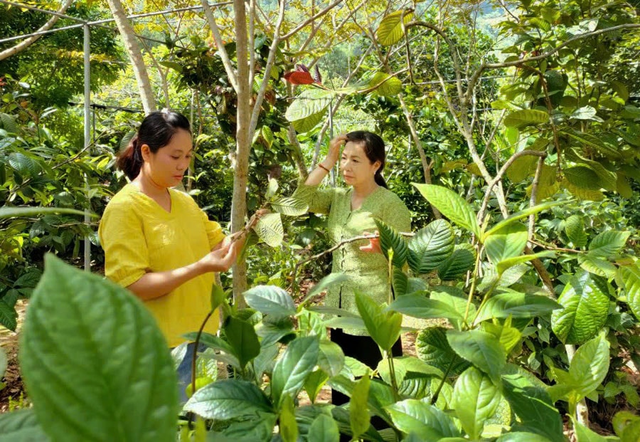 16 loại cây dược liệu nào được Hà Nội ưu tiên phát triển?