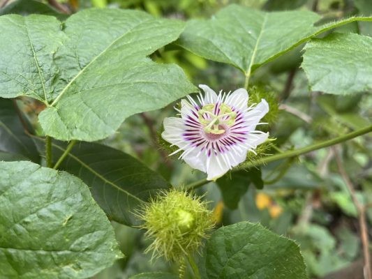 Một số bài thuốc từ cây lạc tiên